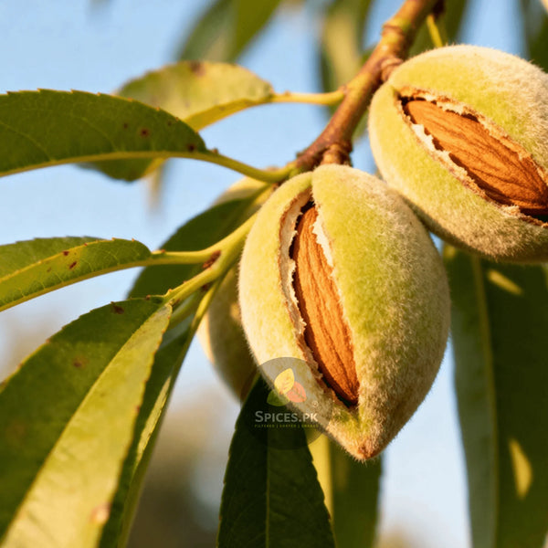 Almond Oil